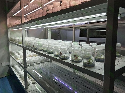 汝州植物组织培养实验室设计建设方案
